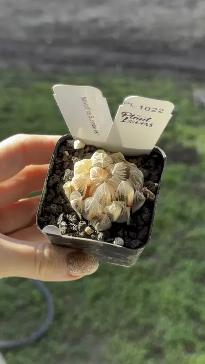 plant/PL1022: Haworthia Sunrise-0-thumbnail