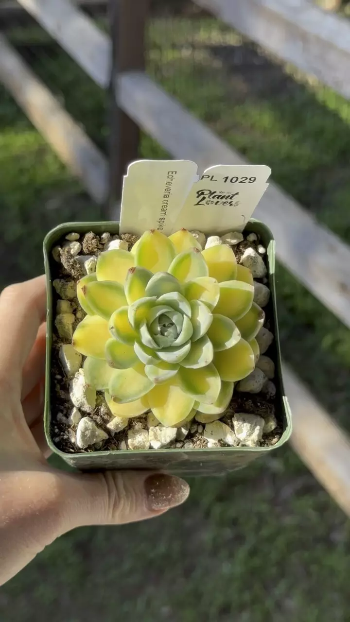 plant/PL1029: Echeveria Cream Spike Variegated-0