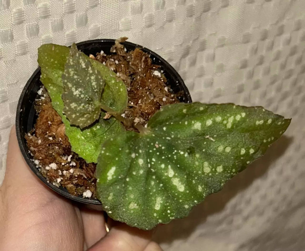 plant/Mystery Begonia Botanicaz starter plant-0