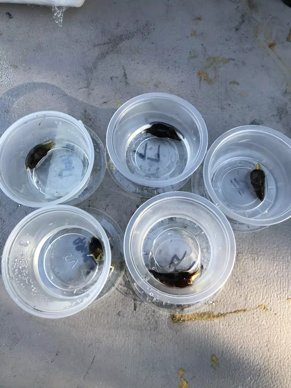 plant/5 Rarely Offered Alocasia Longiloba Corms-1