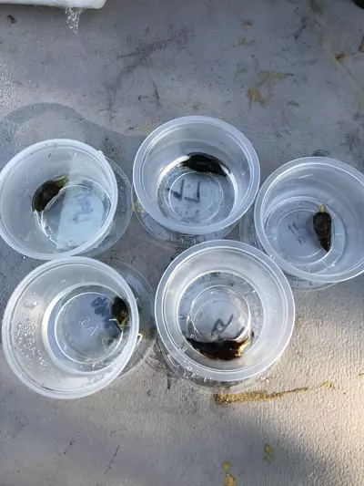 plant/5 Rarely Offered Alocasia Longiloba Corms-1-thumbnail