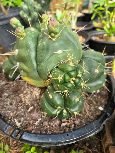 plant/Gymnocalycium Horstii cluster XXL-1-thumbnail
