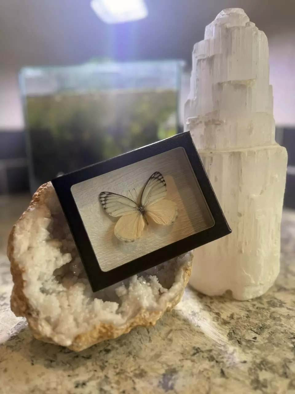 plant/White butterfly 3-0