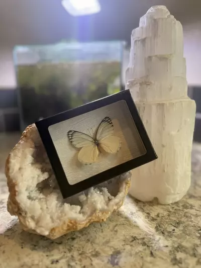 plant/White butterfly 3-0-thumbnail