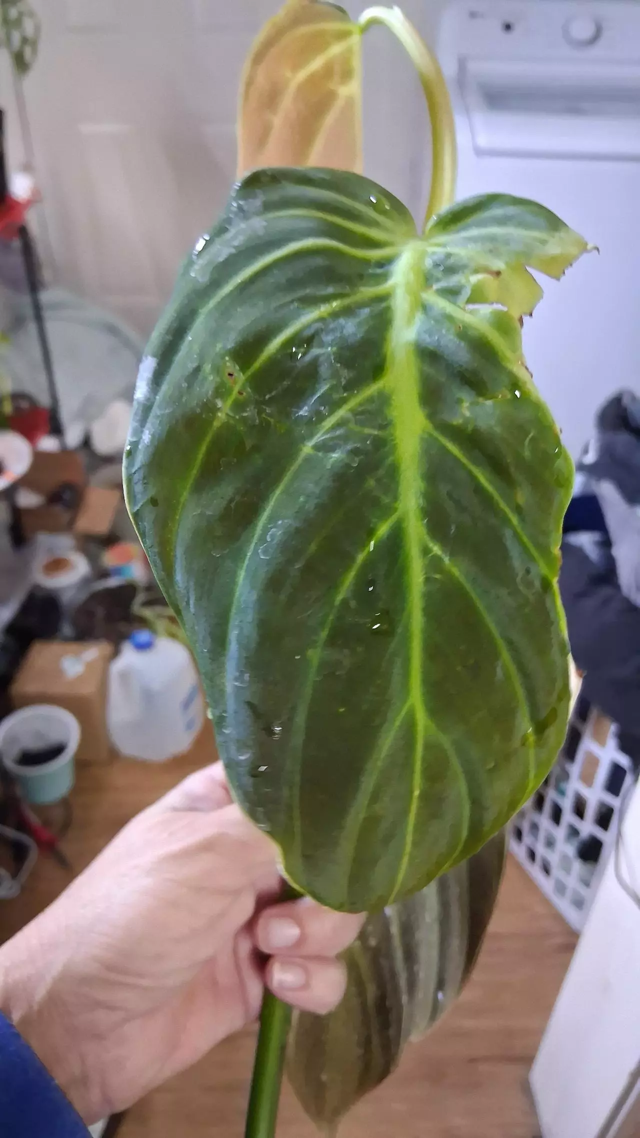plant/2 leaf Philo gigas top cut-1