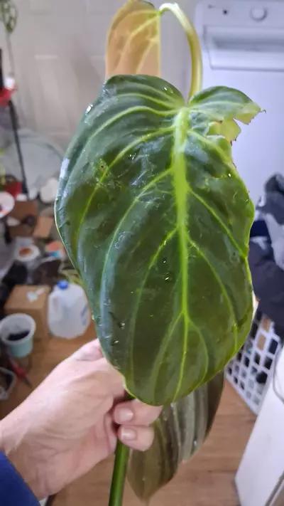 plant/2 leaf Philo gigas top cut-1-thumbnail