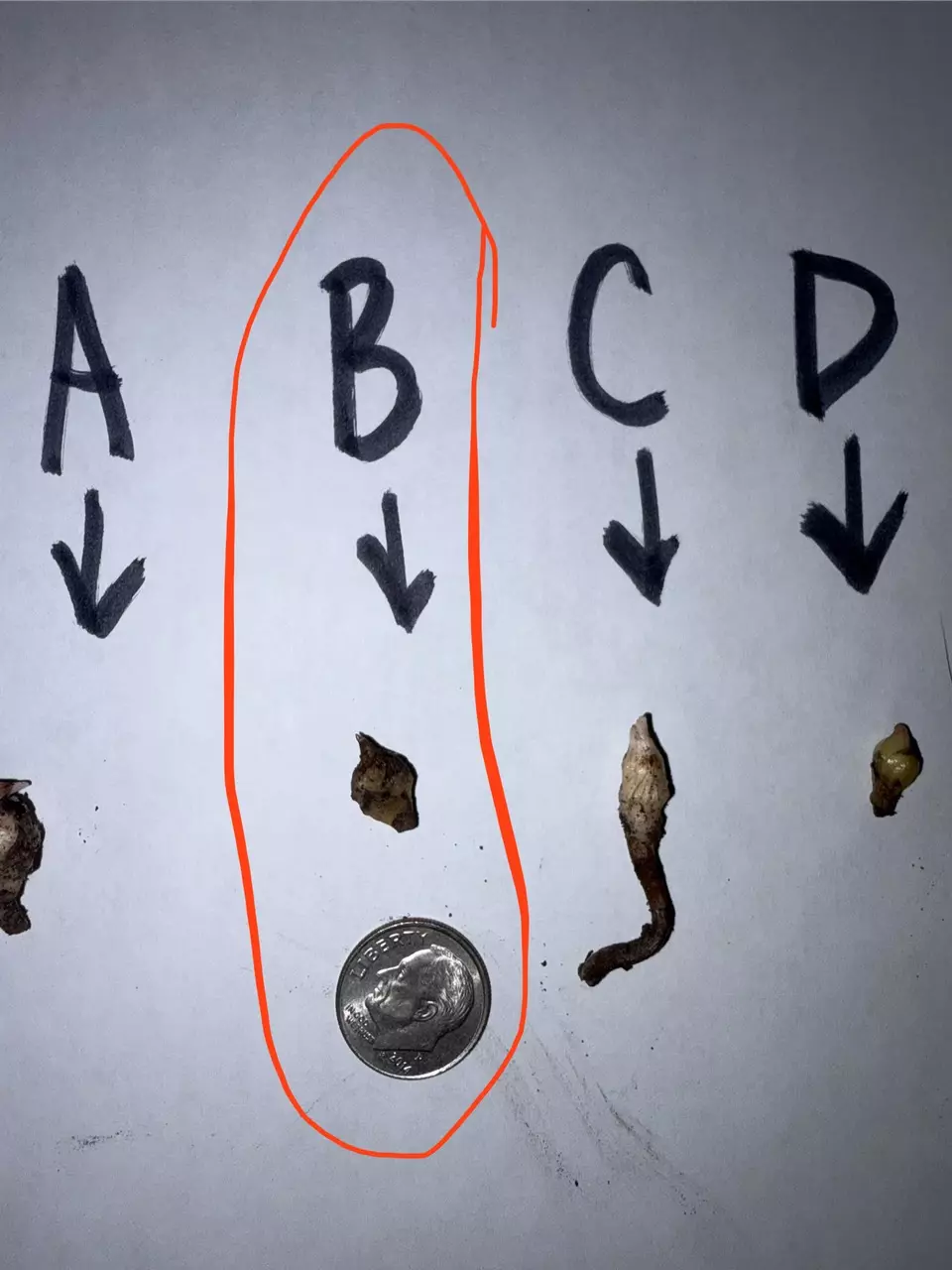 plant/CORM B pseudo sanderiana pink-0