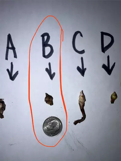 plant/CORM B pseudo sanderiana pink-0-thumbnail