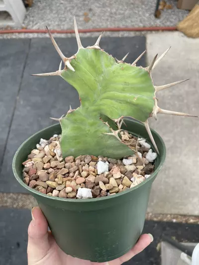 plant/Variegated Euphorbia grandicornis-2-thumbnail