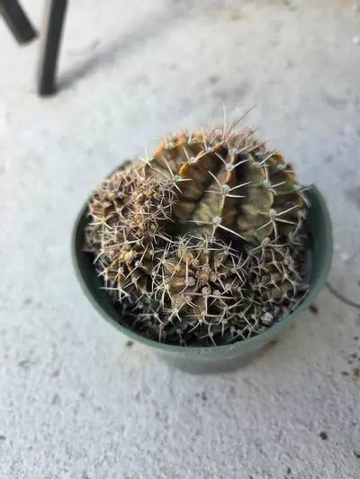 plant/Gymnocalycium 'Fossil'-2-thumbnail