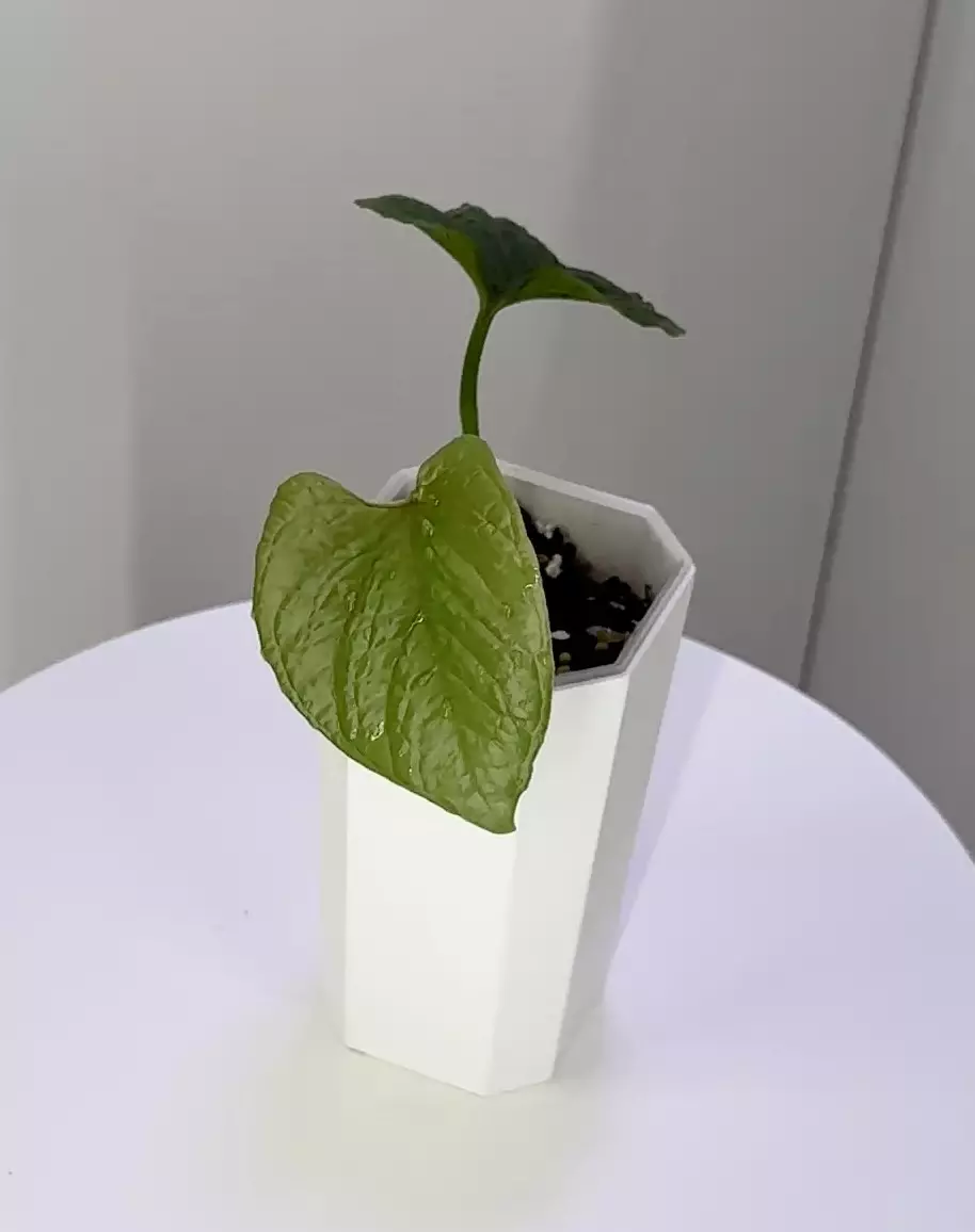 plant/Anthurium Nutibarense Pure Species-0