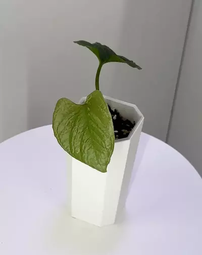 plant/Anthurium Nutibarense Pure Species-0-thumbnail