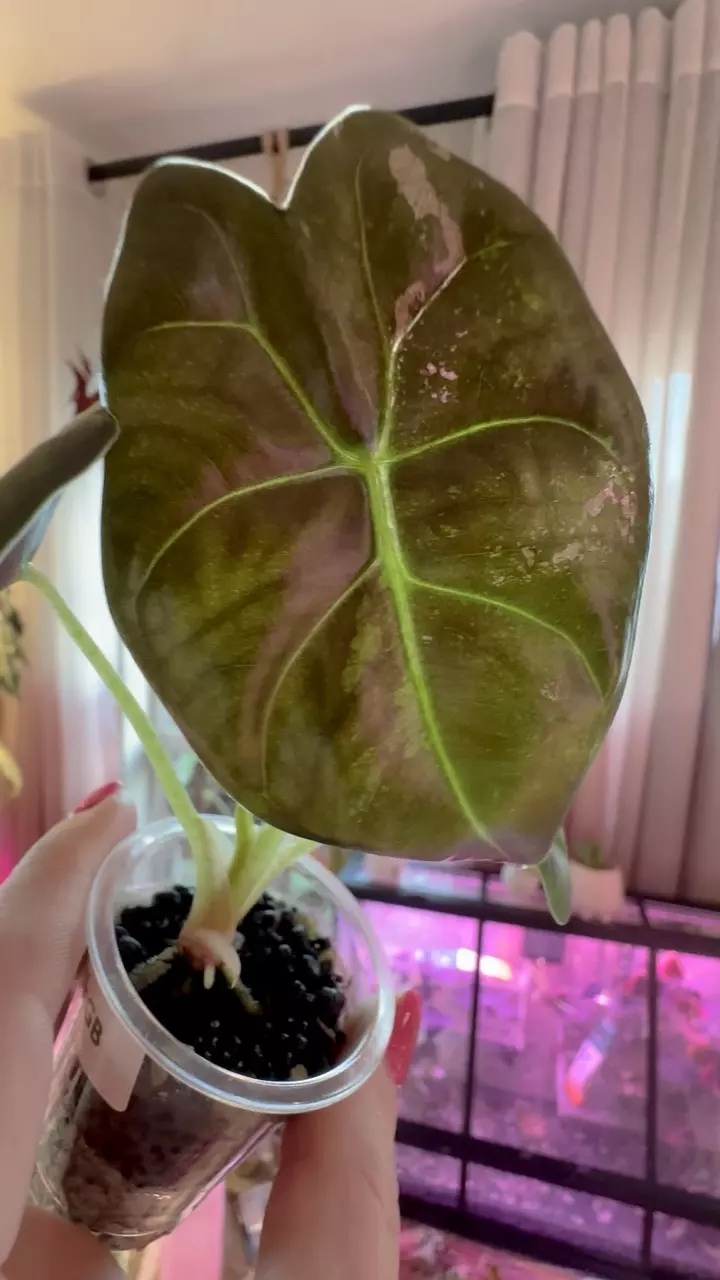 plant/PINK Golden Bone Alocasia-1