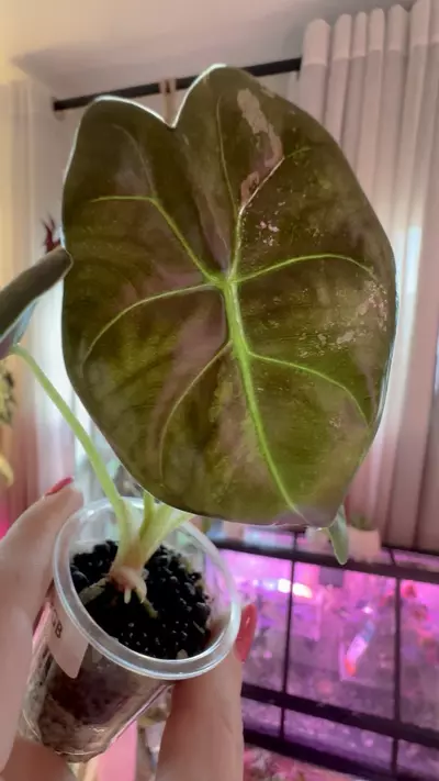 plant/PINK Golden Bone Alocasia-1-thumbnail