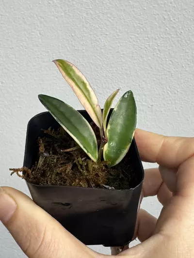 plant/Hoya Wayetii Lori Lyn-2-thumbnail