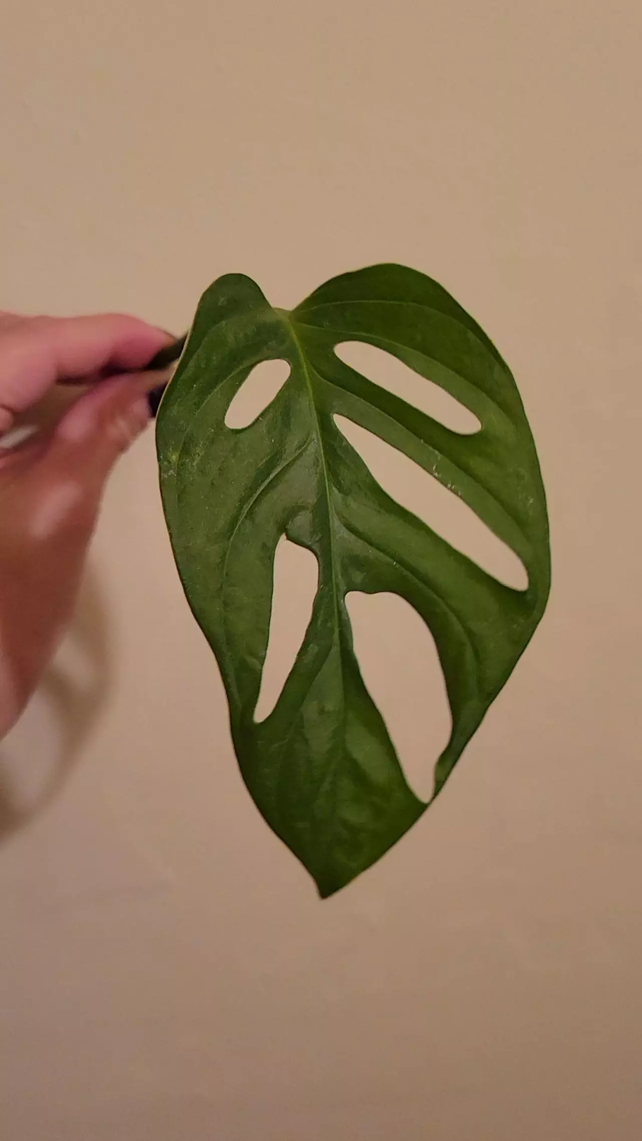 plant/Monstera Adansonii Cutting-2