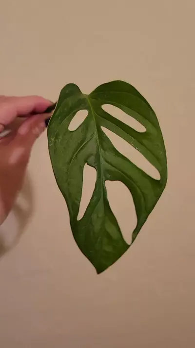 plant/Monstera Adansonii Cutting-2-thumbnail
