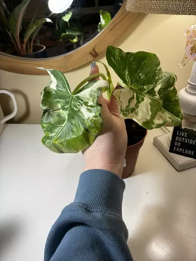 plant/Alocasia Appaloosa Gold-4-thumbnail