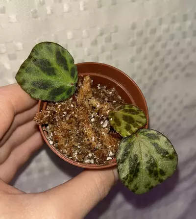 plant/Begonia beijnenii starter plant-0-thumbnail