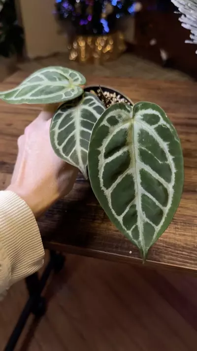 plant/A. KOS x RC #5-7-thumbnail