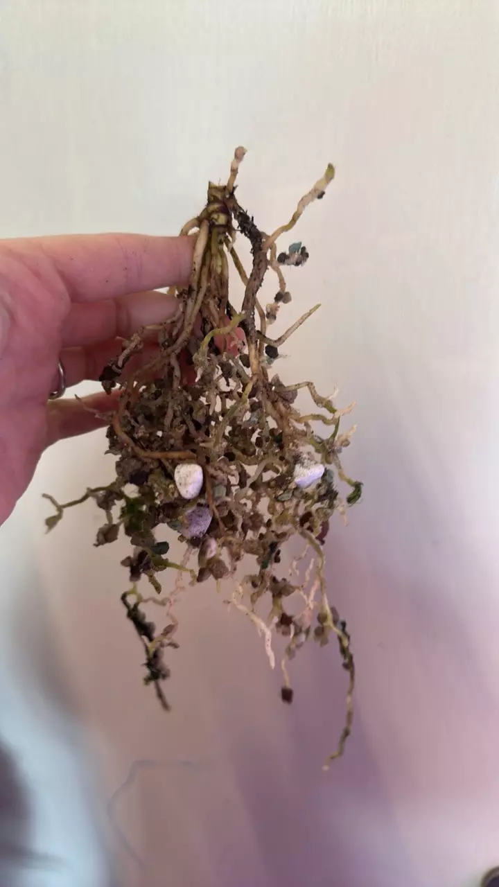 plant/Anthurium red spider x self bottom cut-1