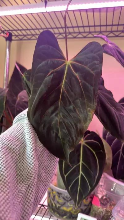 plant/Anthurium RLFS  bottom cut 2 growth points activated-3-thumbnail