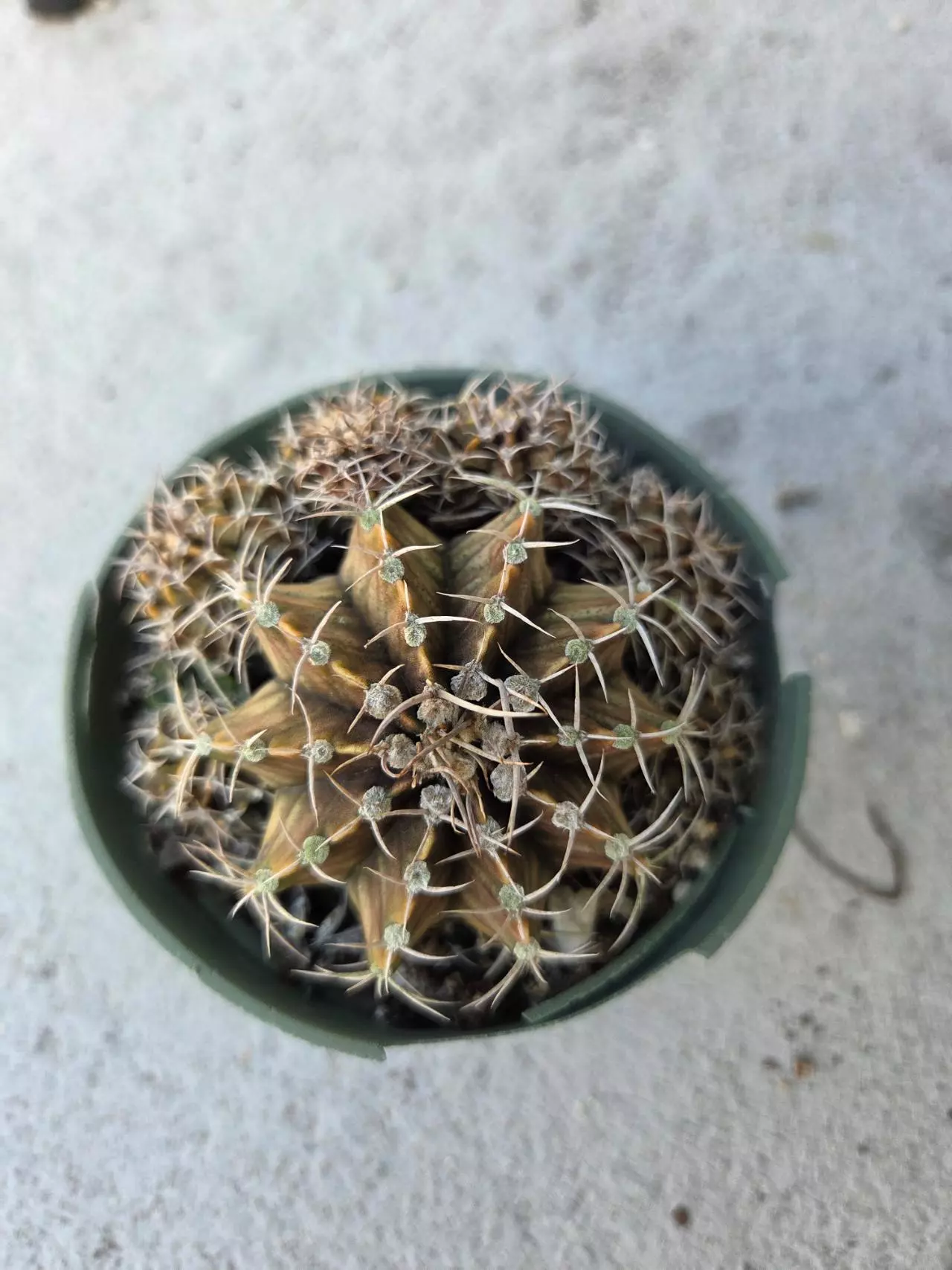 plant/Gymnocalycium 'Fossil'-1
