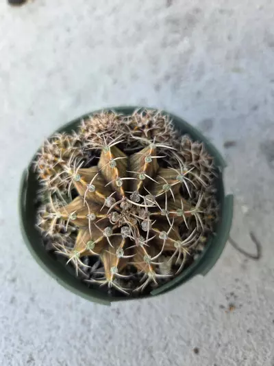plant/Gymnocalycium 'Fossil'-1-thumbnail