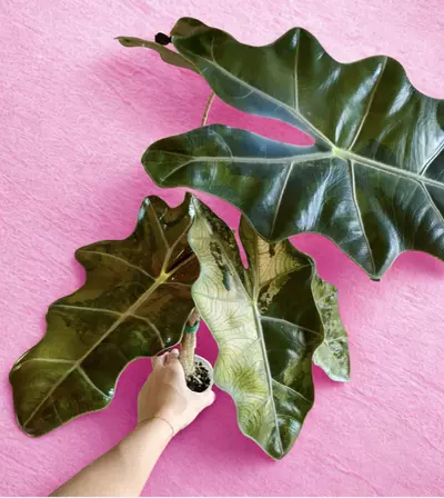 plant/CORM C pseudo sanderiana pink-1-thumbnail