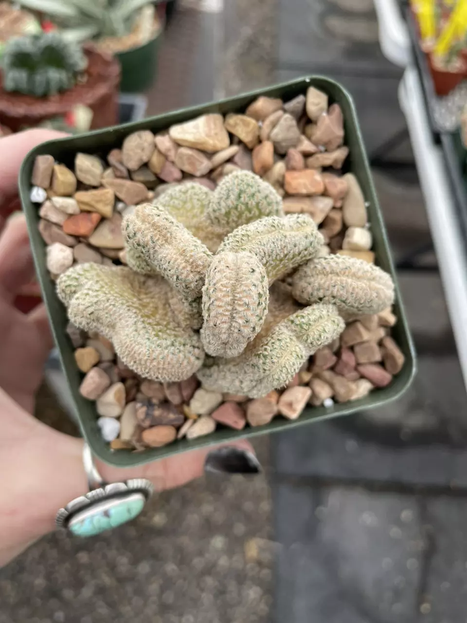 plant/Crested Echinocereus primolanatus-0