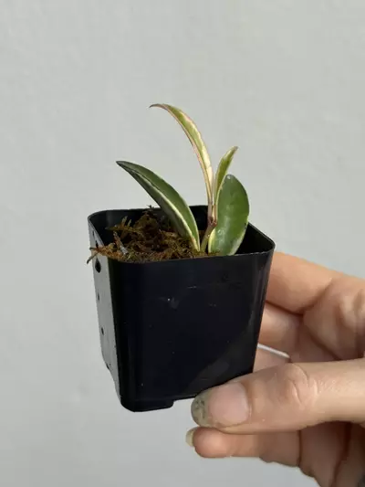 plant/Hoya Wayetii Lori Lyn-3-thumbnail