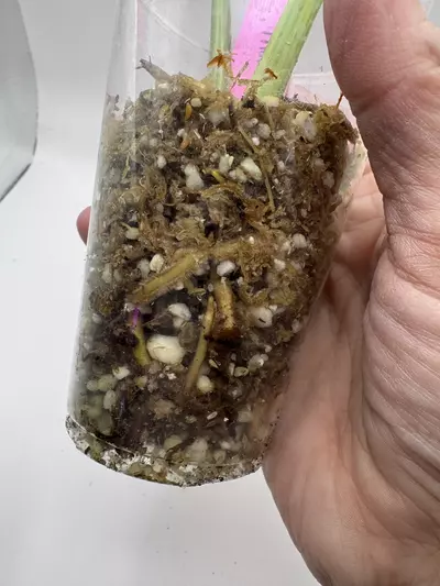 plant/Monstera Aurea-3-thumbnail