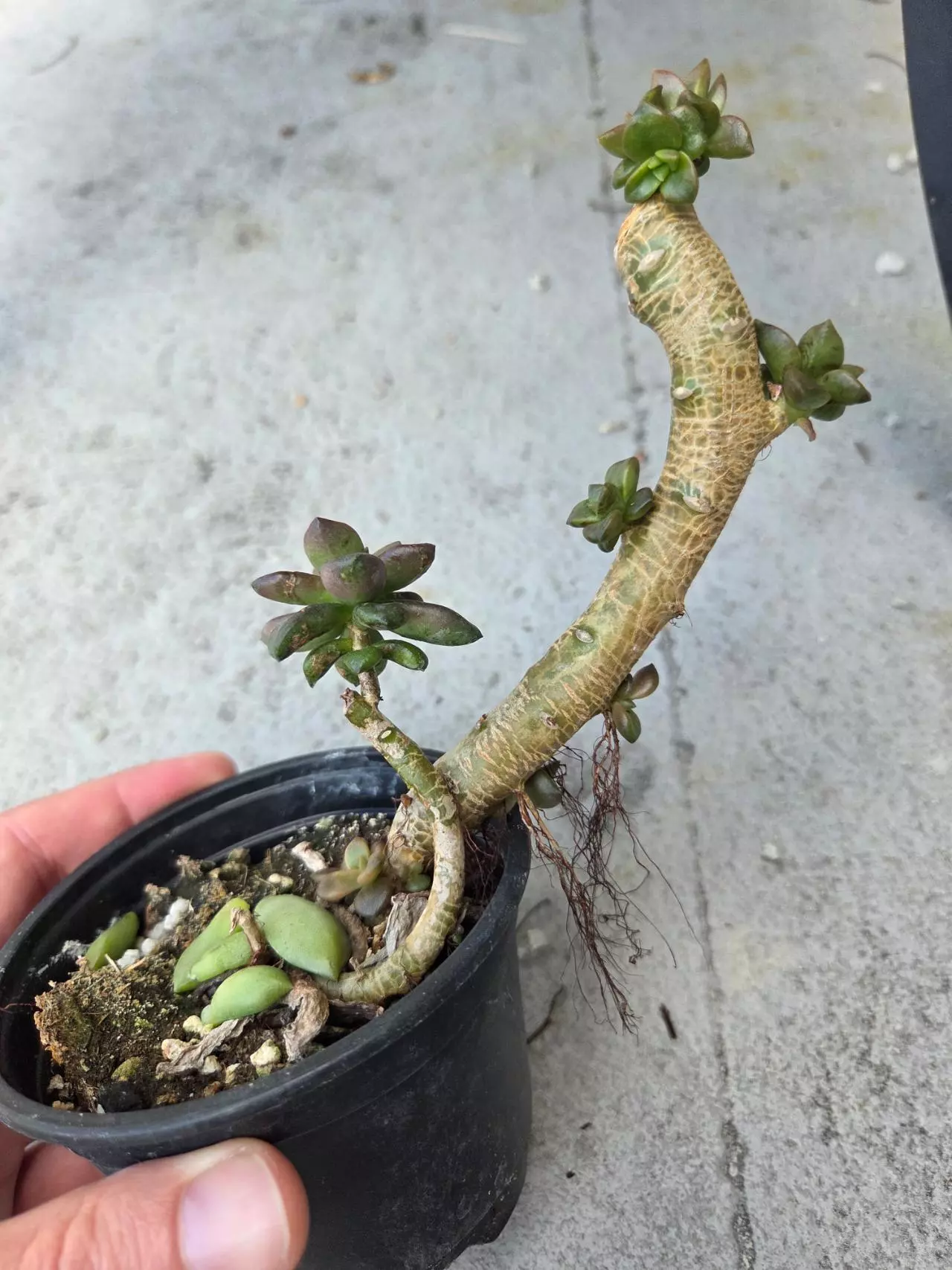 plant/Pre- bonsai succulent-0