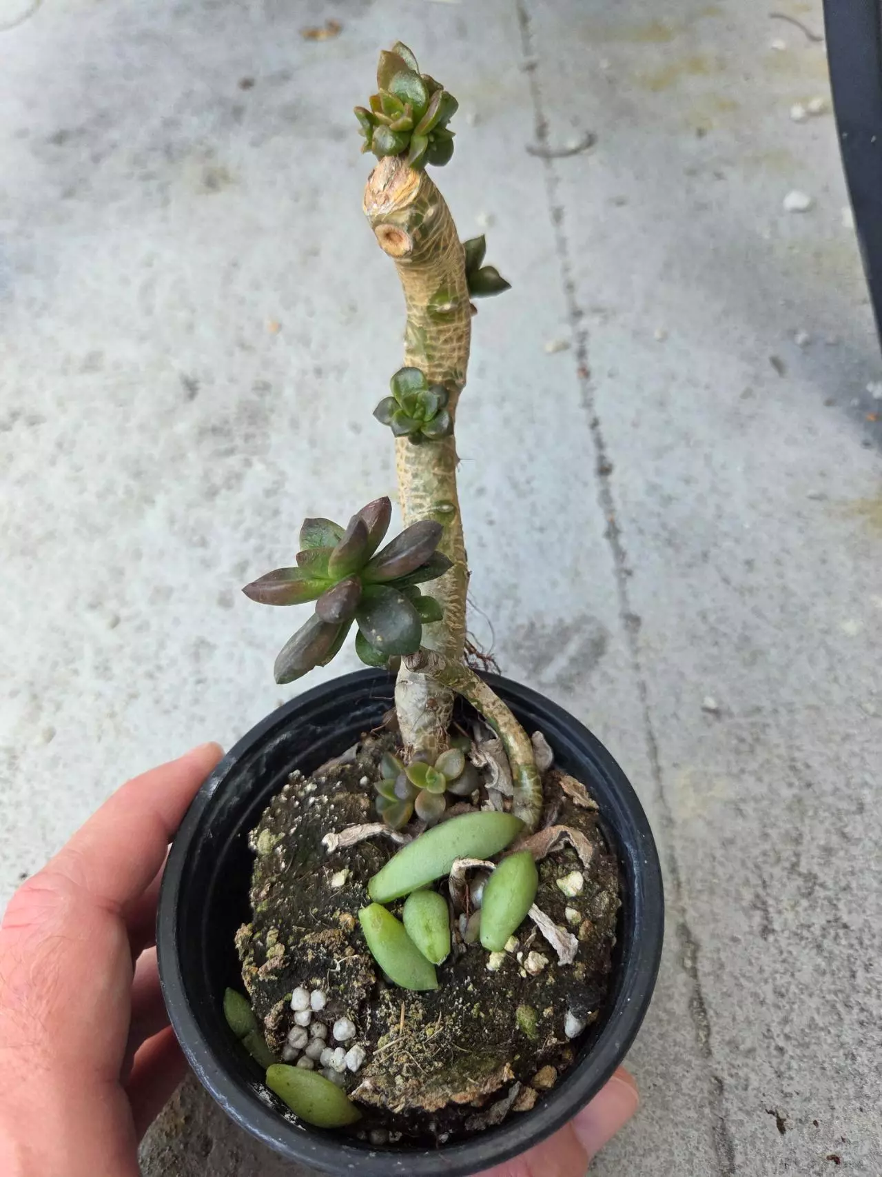 plant/Pre- bonsai succulent-1