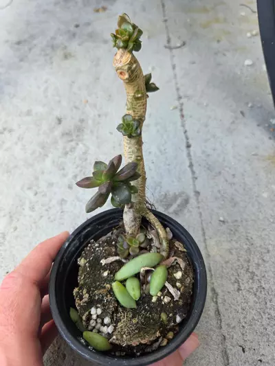 plant/Pre- bonsai succulent-1-thumbnail