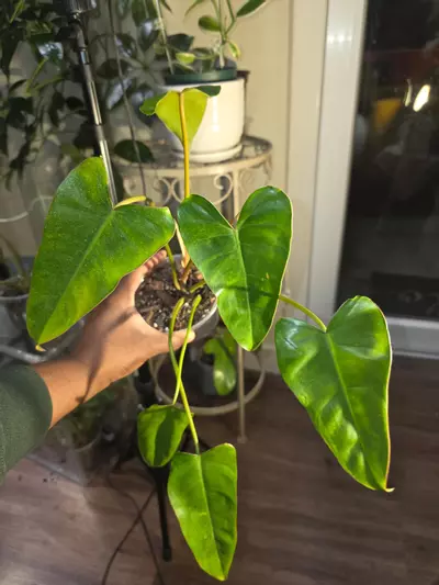 plant/Philodendron Billietiae x Saggitifolium (long form)-3-thumbnail