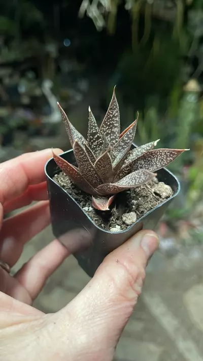 plant/Gaster Aloe Red 2”-0-thumbnail