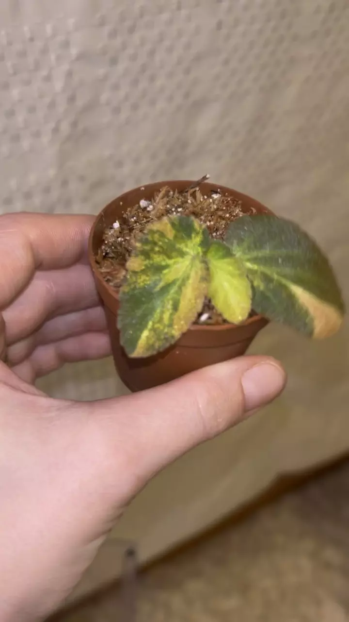 plant/Begonia withlacoochee variegated-1