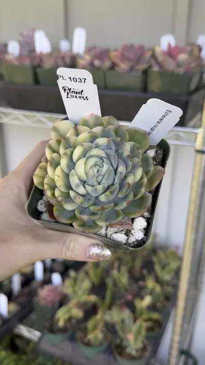 plant/PL1037: Echeveria Rouge Variegated-0-thumbnail