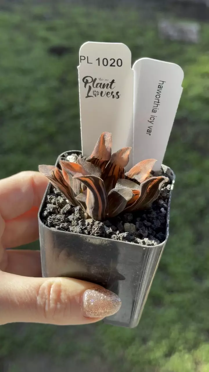 plant/PL1020: Haworthia Icy Variegated-0