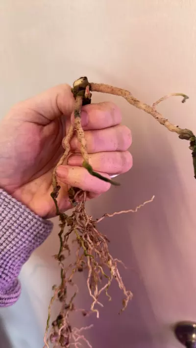 plant/Anthurium RLFS  bottom cut 2 growth points activated-2-thumbnail