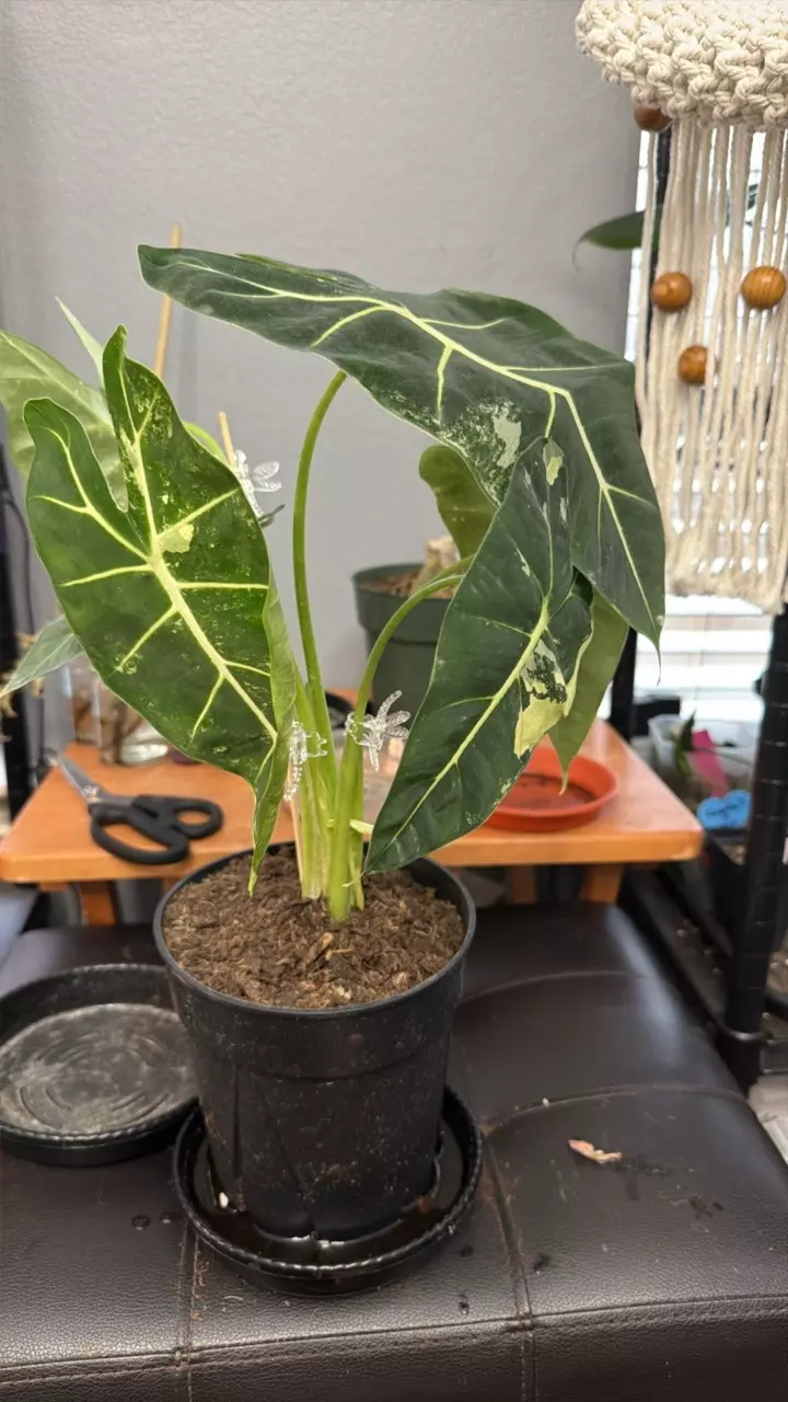 plant/VARIEGATED FRYDEK-0