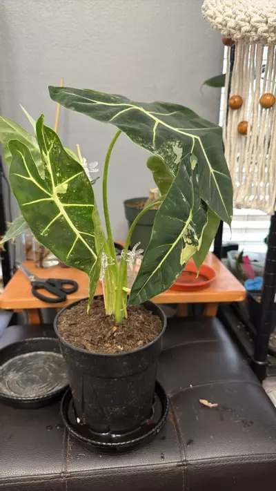 plant/VARIEGATED FRYDEK-0-thumbnail