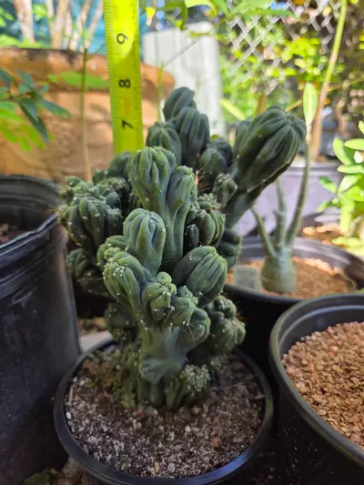 plant/Monstrose Cereus ming thing-1-thumbnail