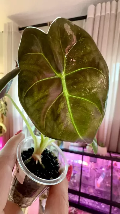 plant/PINK Golden Bone Alocasia-0-thumbnail