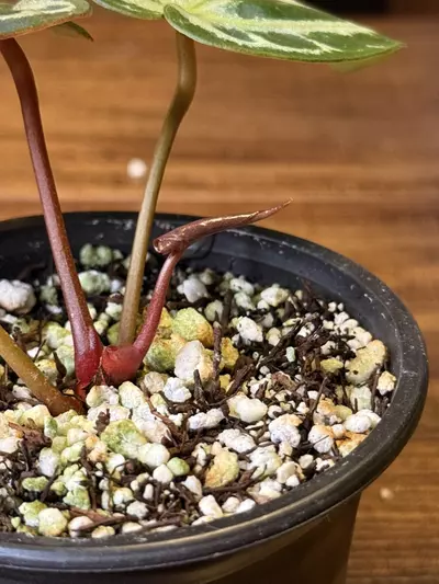 plant/A. KOS x RC #5-6-thumbnail