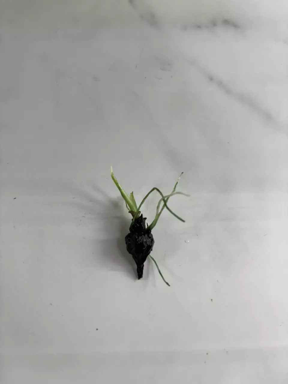 plant/SPROUTED CORMS - Alocasia Simpo Albo-2