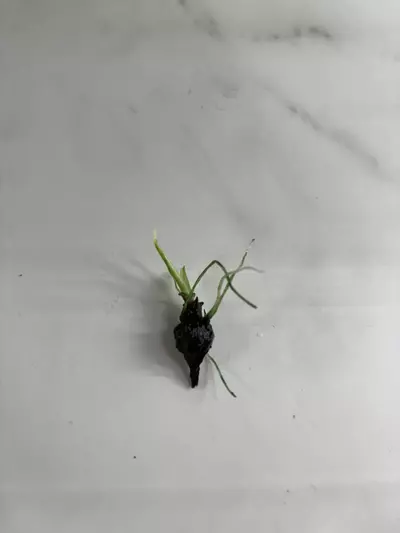 plant/SPROUTED CORMS - Alocasia Simpo Albo-2-thumbnail