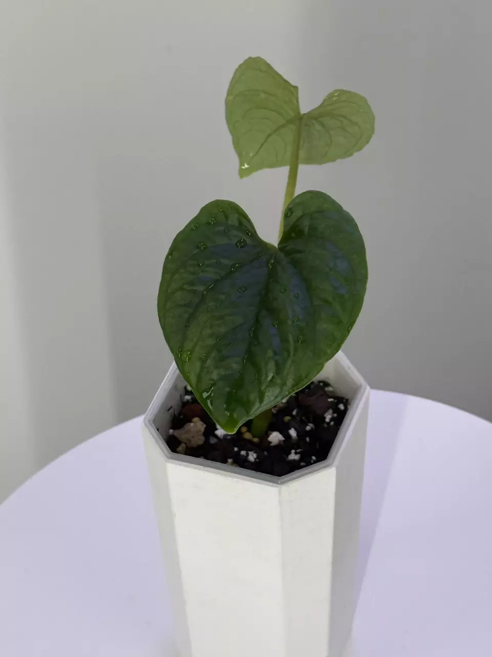 plant/Anthurium Nutibarense Pure Species-1