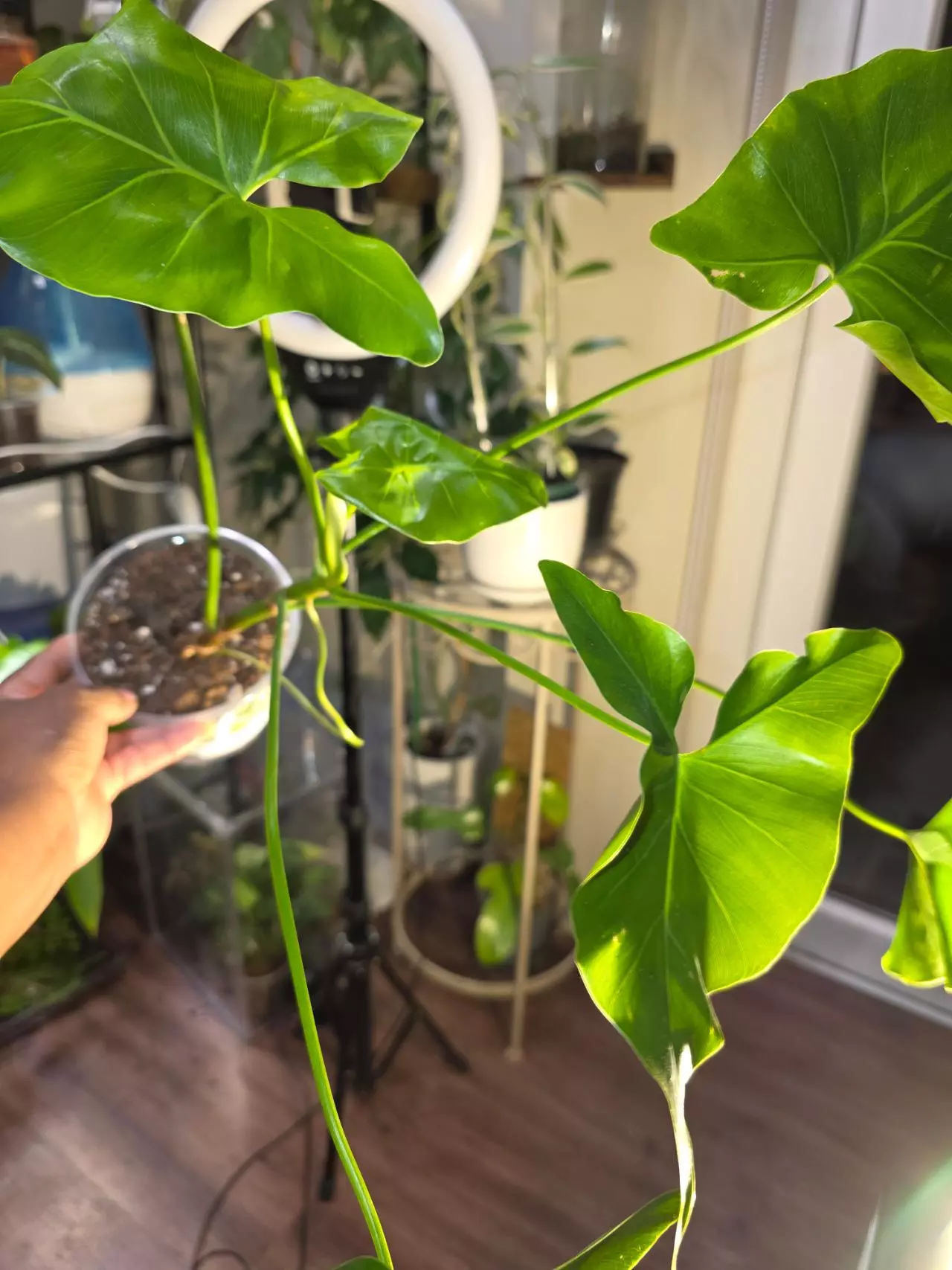 plant/Philodendron Corcovadense in 6 inch pot.-4